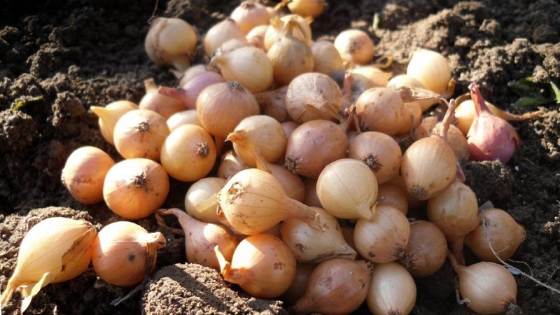 Winter varieties of onion sets for planting before winter