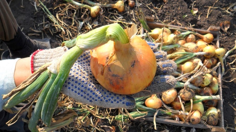 Winter varieties of onion sets for planting before winter