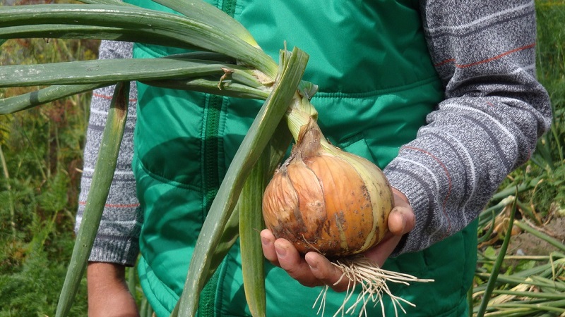 Winter varieties of onion sets for planting before winter