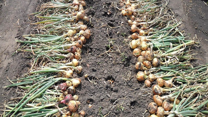 Winter varieties of onion sets for planting before winter