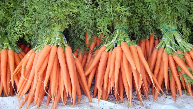 Analysis of mistakes in growing: why carrots are bitter and how to prevent this