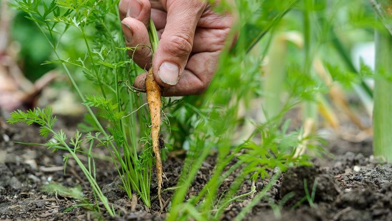 Analysis of mistakes in growing: why carrots are bitter and how to prevent this