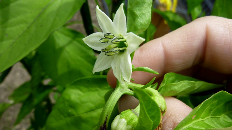 Why peppers are not tied in the greenhouse: what to do to get a rich harvest