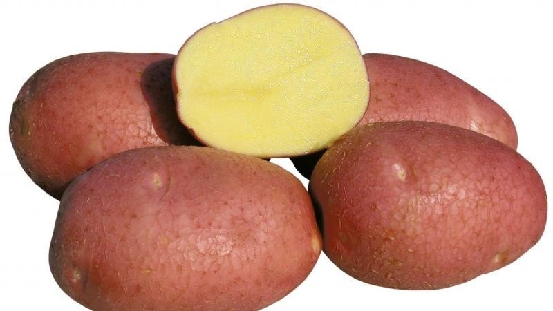 Why gardeners love to grow Cherry potatoes so much: characteristics and description of the variety