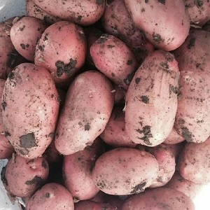 Why gardeners love to grow Cherry potatoes so much: characteristics and description of the variety