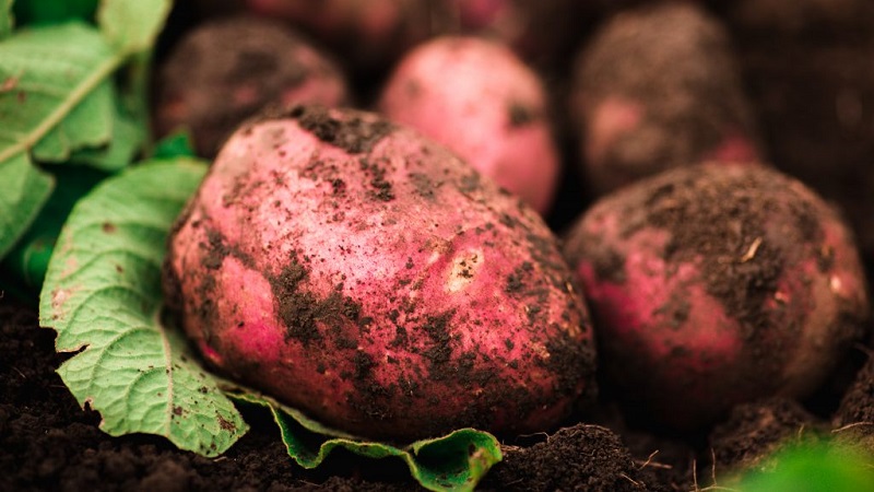 Why gardeners love to grow Cherry potatoes so much: characteristics and description of the variety