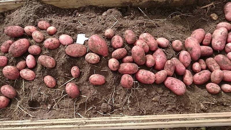 Why gardeners love to grow Cherry potatoes so much: characteristics and description of the variety