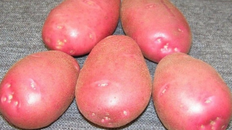 Why gardeners love to grow Cherry potatoes so much: characteristics and description of the variety