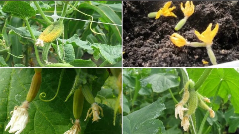 Why do cucumber ovaries fall and what to do to save your crop