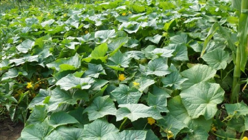Why do cucumber ovaries fall and what to do to save your crop