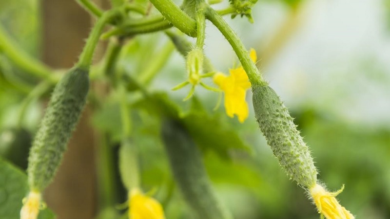 Why do cucumber ovaries fall and what to do to save your crop