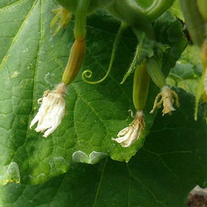 Why do cucumber ovaries fall and what to do to save your crop