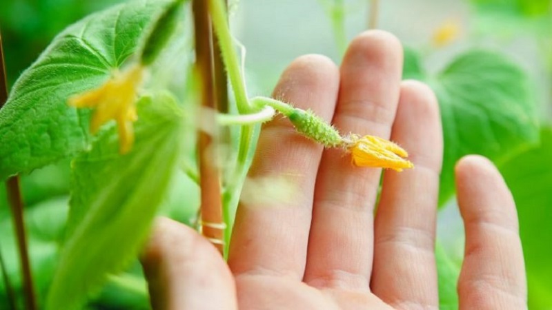 Why do cucumber ovaries fall and what to do to save your crop