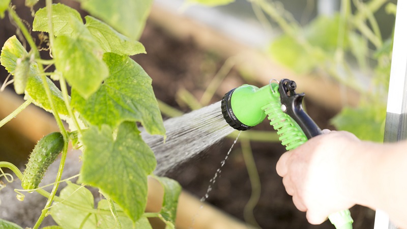 Why do cucumber ovaries fall and what to do to save your crop