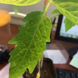 Why spots appear on tomato leaves and how to deal with them