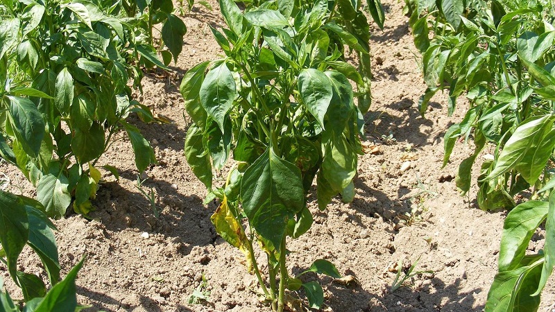 Why do the leaves of peppers wither in the greenhouse and what to do to save your crop
