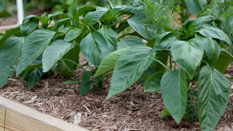 Why do the leaves of peppers wither in the greenhouse and what to do to save your crop