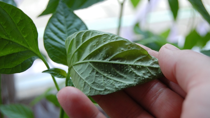 Why do the leaves of peppers wither in the greenhouse and what to do to save your crop
