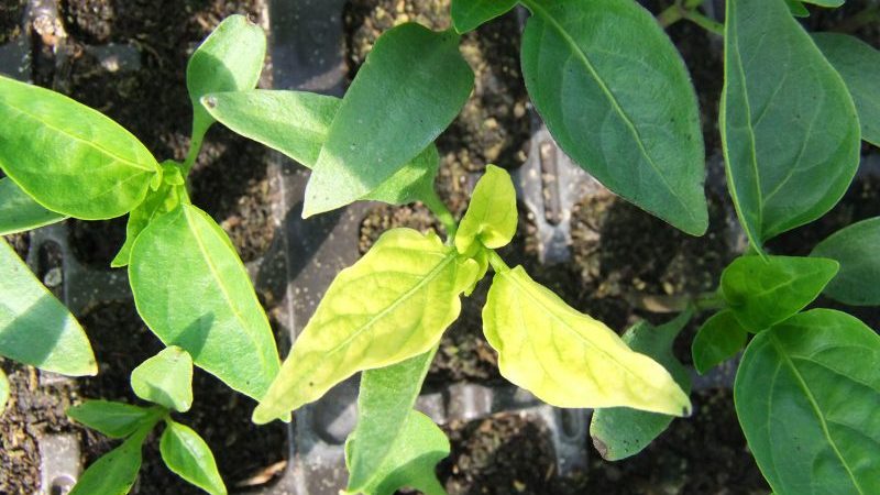Why do the leaves of peppers wither in the greenhouse and what to do to save your crop