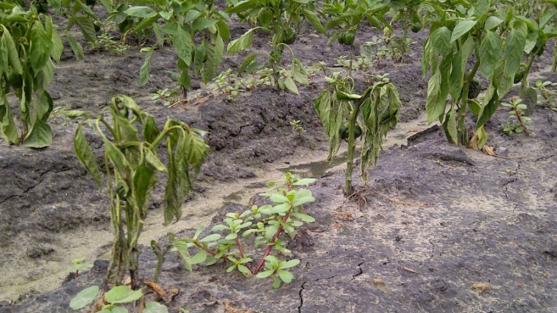 Why do the leaves of peppers wither in the greenhouse and what to do to save your crop