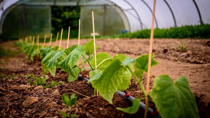 We feed cucumbers in a greenhouse for a rich harvest: schemes and recipes