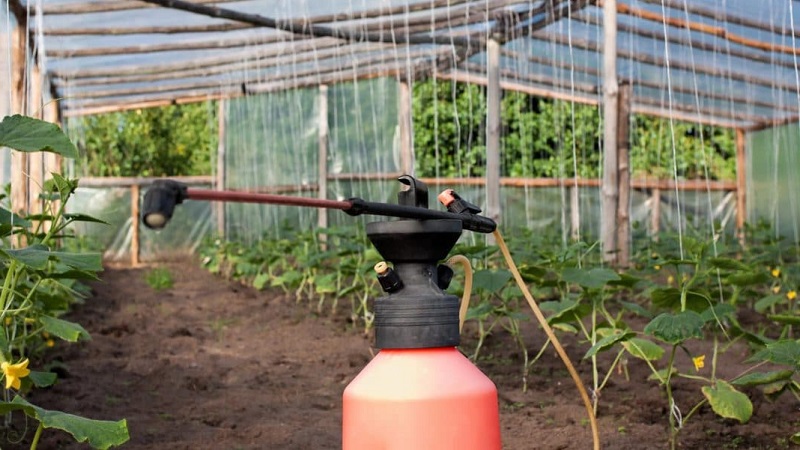 We feed cucumbers in a greenhouse for a rich harvest: schemes and recipes