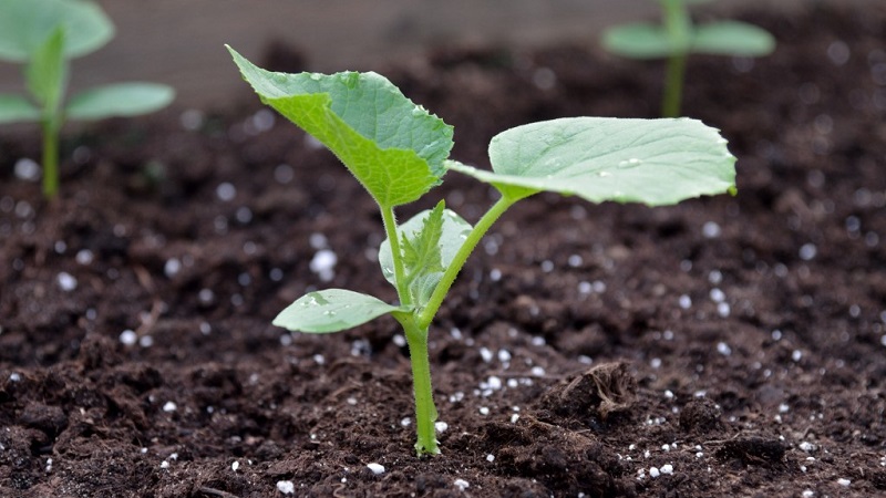 We feed cucumbers in a greenhouse for a rich harvest: schemes and recipes