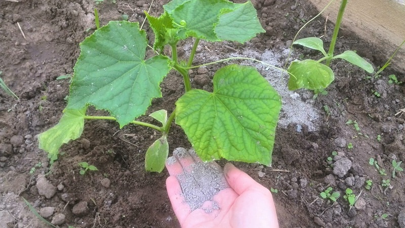 We feed cucumbers in a greenhouse for a rich harvest: schemes and recipes