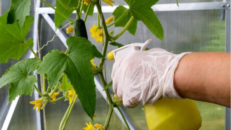 We feed cucumbers in a greenhouse for a rich harvest: schemes and recipes