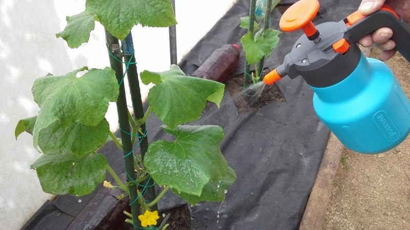 We feed cucumbers in a greenhouse for a rich harvest: schemes and recipes