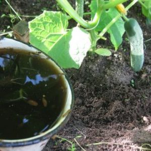 How to feed cucumbers with a mullein: preparation of fertilizer and the rules for its application