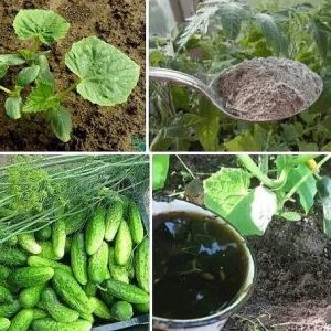How to feed cucumbers with a mullein: preparation of fertilizer and the rules for its application
