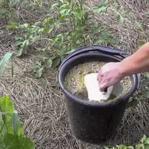 How to feed cucumbers with a mullein: preparation of fertilizer and the rules for its application