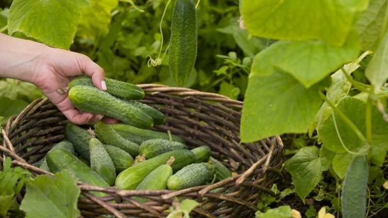How to feed cucumbers with a mullein: preparation of fertilizer and the rules for its application