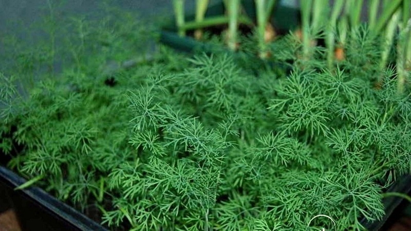 A detailed guide to growing dill