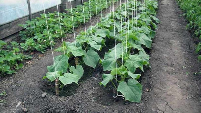 Instructions on how to tie up cucumbers in a greenhouse correctly for novice gardeners