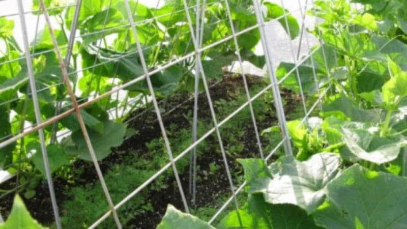 Instructions on how to tie up cucumbers in a greenhouse correctly for novice gardeners