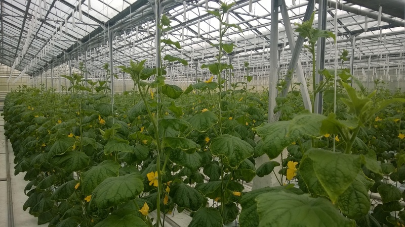 Instructions on how to tie up cucumbers in a greenhouse correctly for novice gardeners