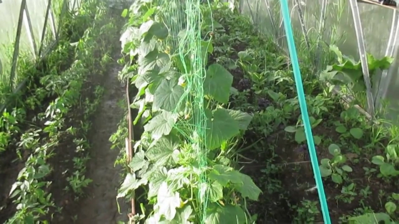 Instructions on how to tie up cucumbers in a greenhouse correctly for novice gardeners