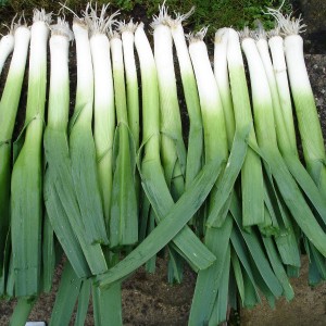 Useful properties of leeks, methods of cultivation and varieties of varieties
