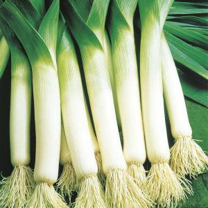 Useful properties of leeks, methods of cultivation and varieties of varieties