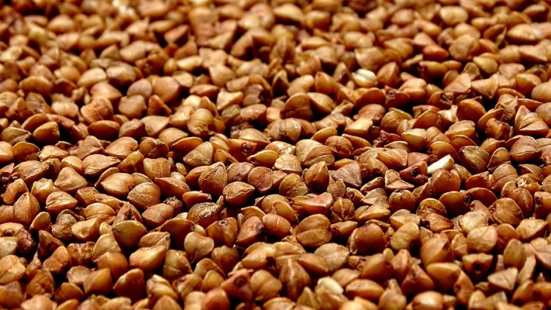 The benefits and harms of buckwheat for human health