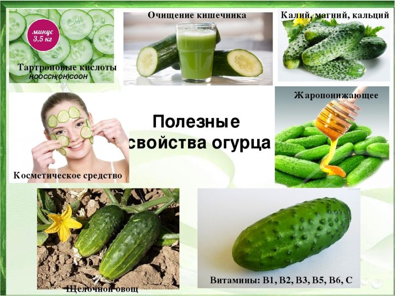 The benefits and harms of cucumbers for a woman's health and methods of their use