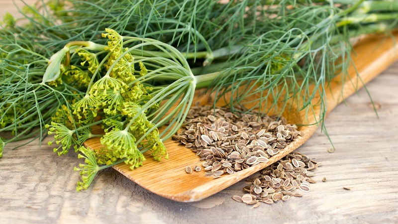 The health benefits of dill and what is eaten in it