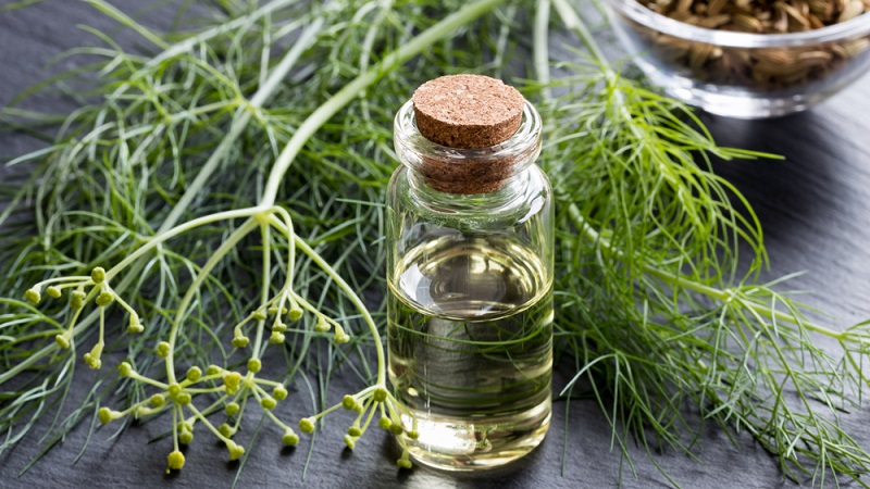 The health benefits of dill and what is eaten in it