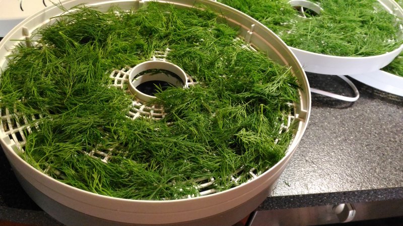 The health benefits of dill and what is eaten in it