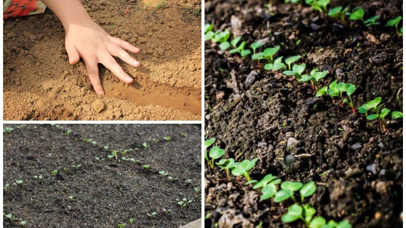 Planting radishes in August - when to plant and is it possible to do it