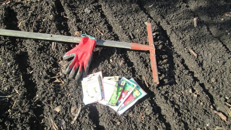 Planting radishes in August - when to plant and is it possible to do it