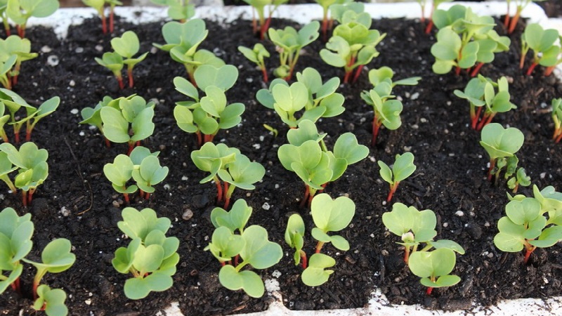 Planting radishes in August - when to plant and is it possible to do it