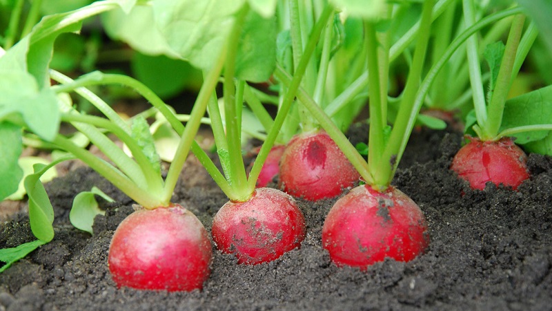 Planting radishes in August - when to plant and is it possible to do it